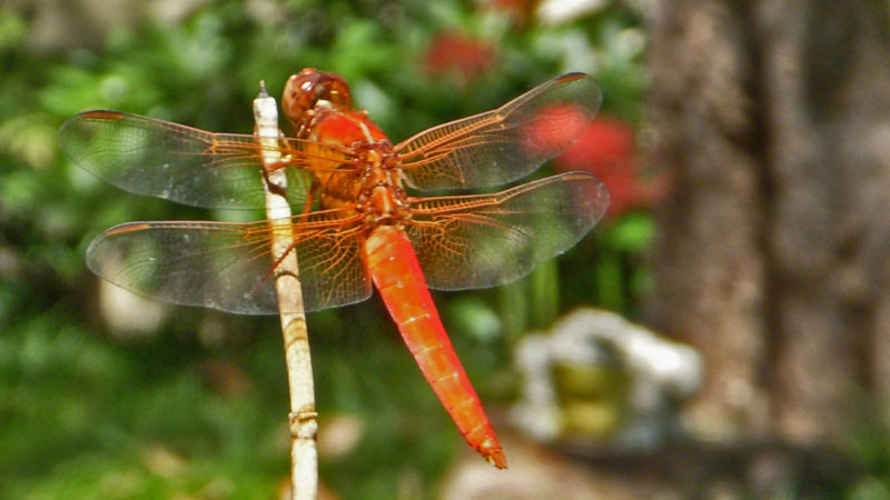 Lessons from a Dragonfly